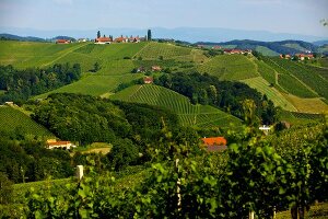 View of vineyards at Gamlitzer Eckberg, Southern Styria, Austria
