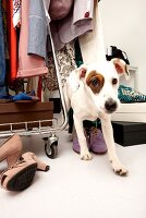 Hund Betty, Streuner aus Spanien im Kleiderschrank