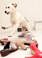 Hund Betty, Streuner aus Spanien im Fotostudio vor Schuhen