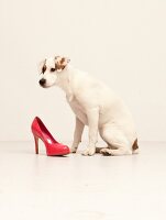 Hund Betty, Streuner aus Spanien, Pumps, Schuh in Schnauze