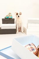 Dog with eye spot sitting between cardboard boxes of sandals