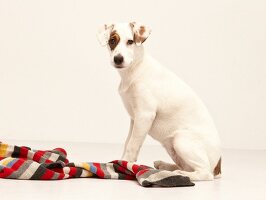 Hund Betty, Streuner aus Spanien, macht Blödsinn mit Schal, spielt