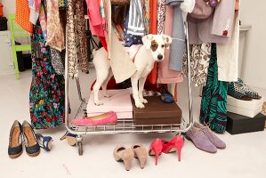 Dog with eye spot sitting in wardrobe