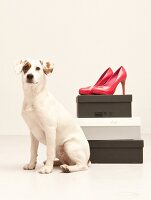 Hund Betty, Streuner aus Spanien im Fotostudio vor Schuhkartons