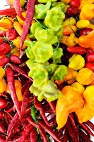 Close-up of different types of colourful peppers