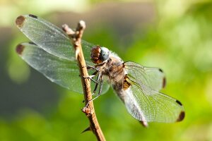 Close-up of dragon fly on branch