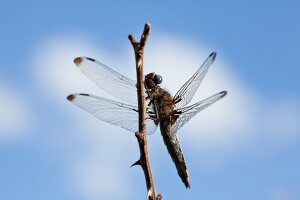 Close-up of dragonfly on branch