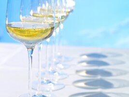 Weißwein in Weingläsern, blauer Hintergrund