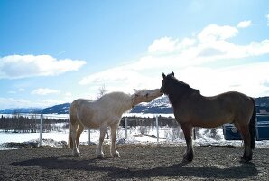 Hemsedal, Skigebiet in Norwegen Pferde auf Koppel