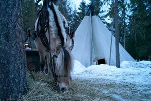 Trysil, Norwegen, Schlittenfahrt am Abend mit Pferd, Pause, Zelt