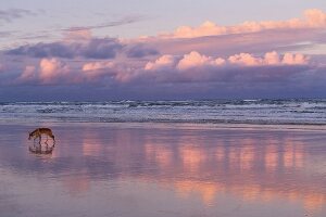 Australien, Bundesstaat Queensland, Fraser Island, Strand, Dingo