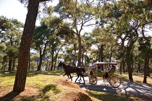 People on horse carriage in pine forest, Buyukada, Istanbul, Turkey