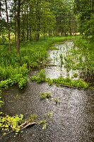 View of forest in Mikolajki, Warmia-Masuria, Poland