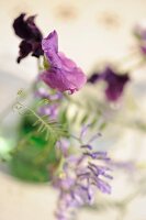 violette Blüte einer Edelwicke von oben fotografiert