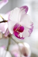 Orchidee, Orchideenblüte, blühend Phalaenopsis 'Ciara'