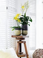 Blühende Orchideen in Übertöpfen aus Raku-Keramik auf Holzhocker