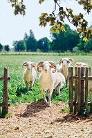 Schafe auf dem "Doktorenhof" in Venningen, Pfalz