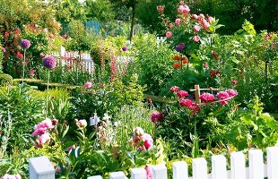 View of cottage garden with perennial plant surrounded by fence during summer