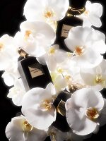 Parfüm, Parfuem, Parfum, Parfum "Armani/Privé", floral, Orchideen