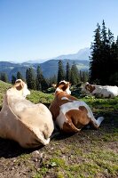 Chiemgau, Bayern, Chiemgauer Alpen, Sachrang, Spitzstein, Rinder