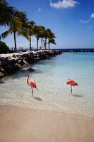 View of sea with Caribbean flamingos, Aruba, Netherlands