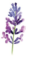 Illustration, Pflanze, Blume, Blüte, Lavendel, Lavandula angustifolia