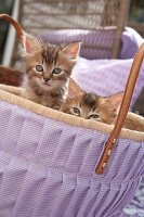 2 Kätzchen gucken aus lila-weiß karierter Tasche