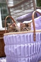 2 Kätzchen gucken aus lila-weiß karierter Tasche