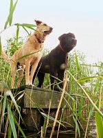 Schwarzer Hund, brauner Hund, Steg 