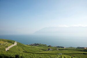 Elevated view of vineyards and Vaud Alps, Canton of Alps, Switzerland