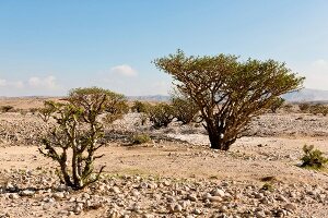 View of Incense tree on hill in desert, Oman