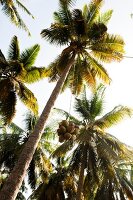 Palmen, Kokospalmen, Salalah, Oman grün, gruen, tropisch, Tropen