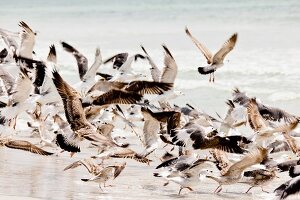 Seagulls on Maghsail Bay Beach in Salalah, Dhofar, Oman