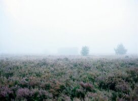 View of Luneburg Heath in heathland with fog, Lower Saxony, Germany