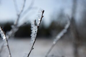 Close-up of frozen grasses in Lapland, Finland