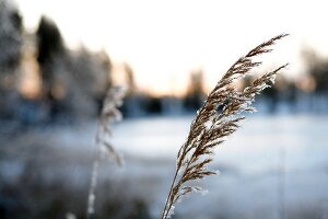 Close-up of frozen grasses in Lapland, Finland