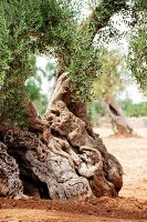 Landschaft, Detail, Stamm, knorrig, Olivenbaum, Olivenhain, Italien