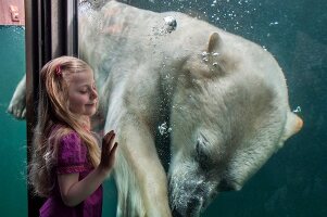 Polar Bear in water at Zoo Hannover in Yukon Bay, Hannover, Germany