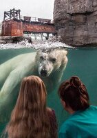 Women watching Polar Bear in water at Zoo Hannover in Yukon Bay, Hannover, Germany