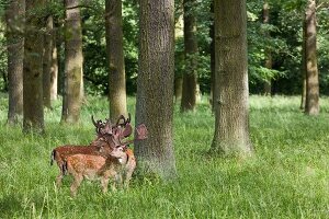 Hannover, Tierpark Kirchrode, Damhirsch