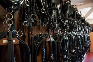 Bridles hanged on hooks at State Stud Celle, Lower Saxony, Germany