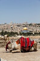 Israel, Jerusalem, Blick vom Ölberg, Tempelberg, Felsendom, Kamel