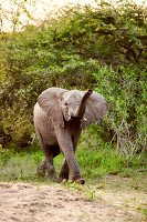 Südafrika, Phinda Game Reserve, Reservat, Elefant, Elefanten