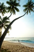 View of palm trees and Tangalle beach in Hambantota District, Southern Province, Sri Lanka