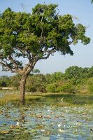 View of water lilies and tree in lake at Yala National Park, Southern Province, Sri Lanka