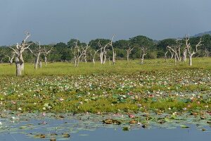 View of bare trees and water lilies in lake at Yala National Park, Sri Lanka