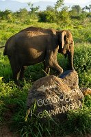 Sri Lanka, Udawalawe-Nationalpark, Elefant