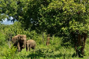 Sri Lanka, Udawalawe-Nationalpark, Elefanten