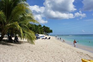 View of Lesser Antilles island at Caribbean, Barbados