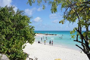 View of Lesser Antilles island at Caribbean, Barbados